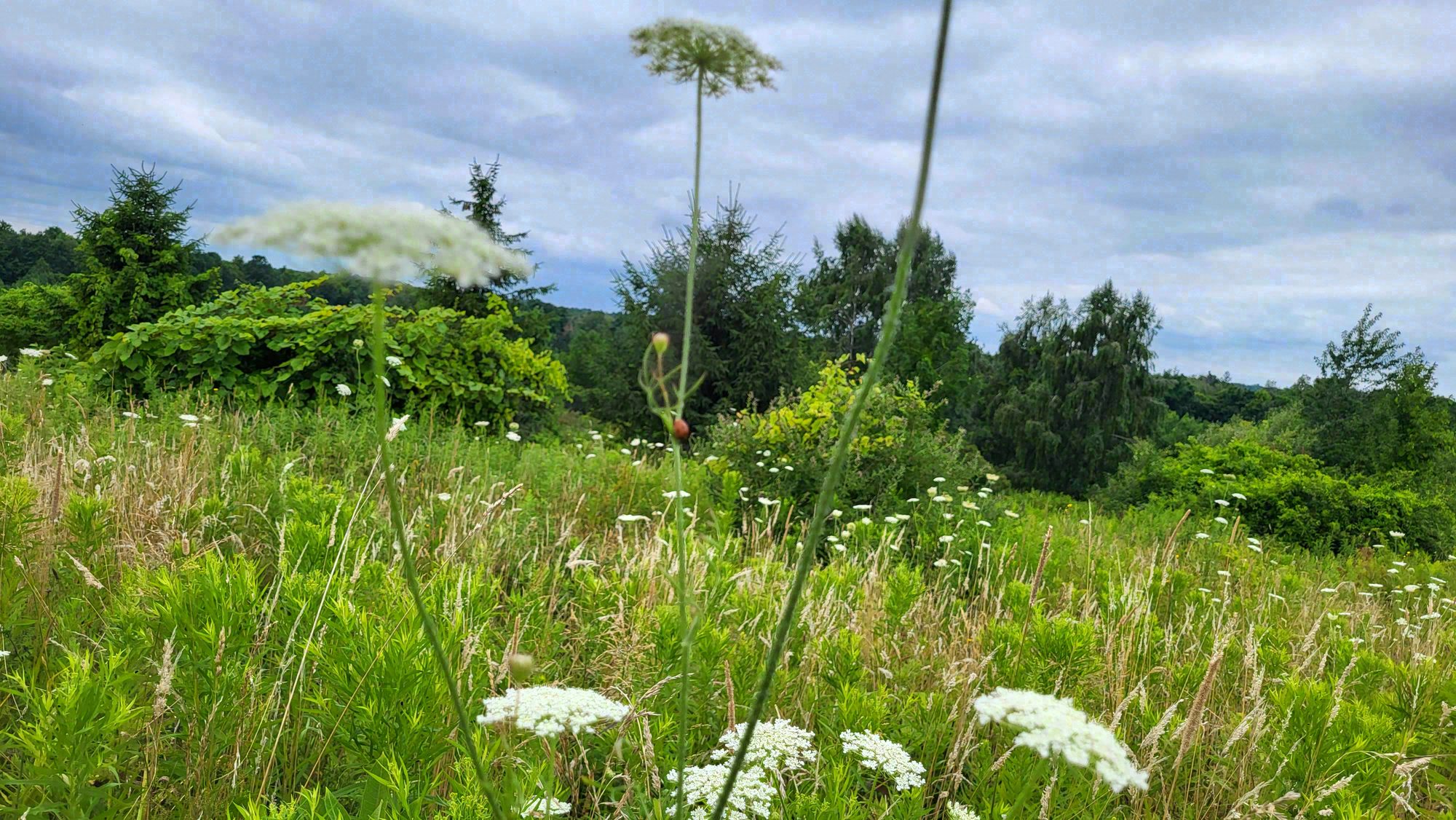Wayne County, New York. Photograph 4 of 8 by Heather Marie Kerr